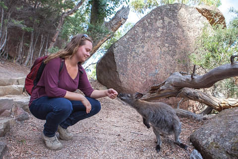 Wineglass Bay Tours