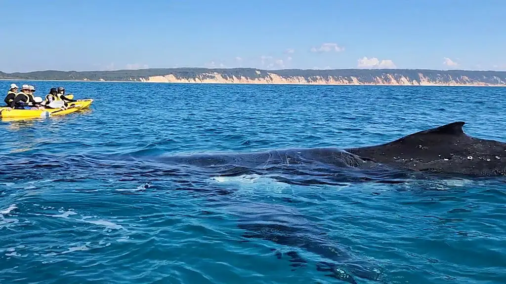 Whale Watching Kayak & Great Beach Drive Adventure | From Rainbow Beach