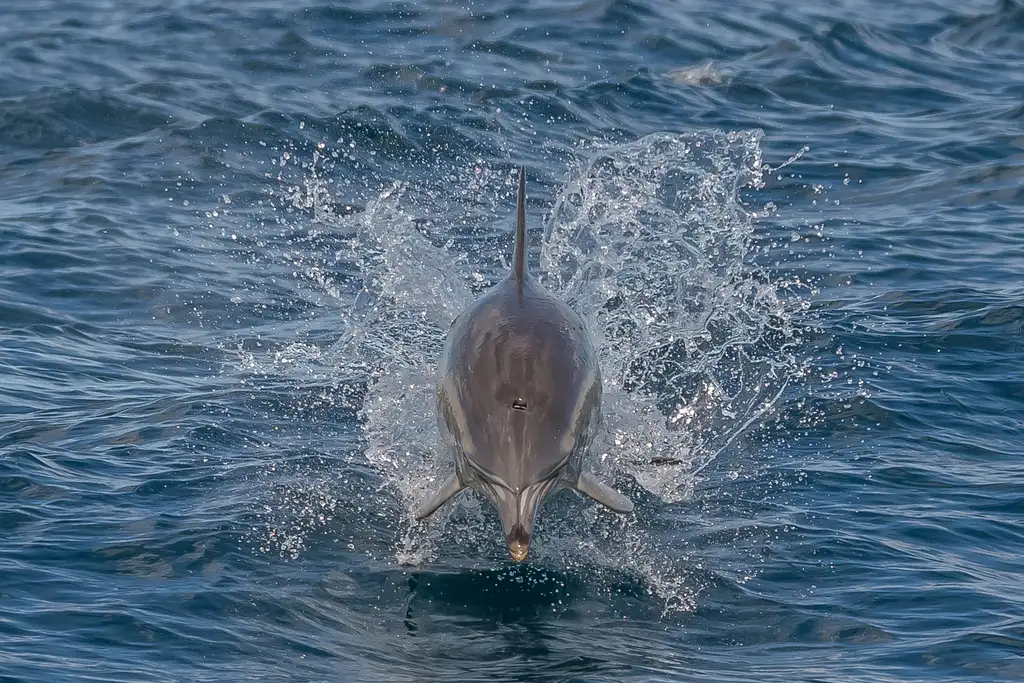 Noosa National Park & Dolphin Safari