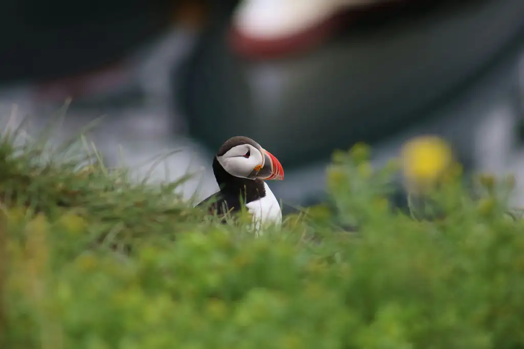 Premium Whale and Puffin Watching Tour in Reykjavik