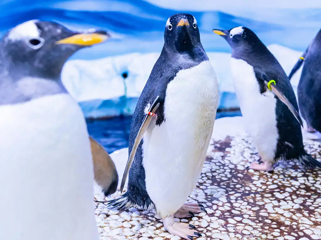 Sea Life London Aquarium | Standard Entry (Off Peak)