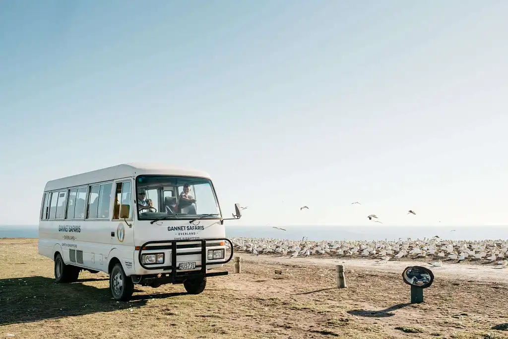 Hawke's Bay Gannet Tour