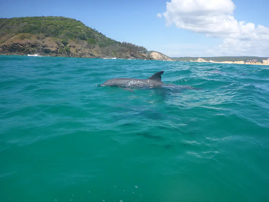 Learn to Surf Australia’s Longest Wave & Beach 4X4 Safari - Noosa Day Trip