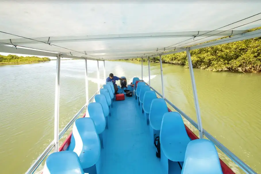 Mangrove Boat Tour
