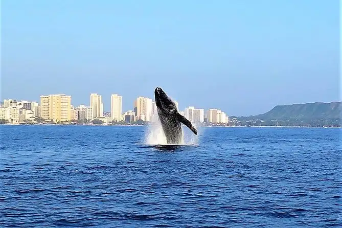 Waikiki Whale Watching Tour