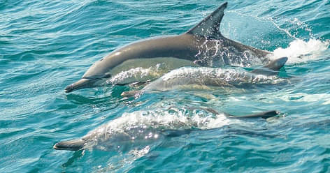 Splash and Slide Dolphin Cruise - Port Stephens