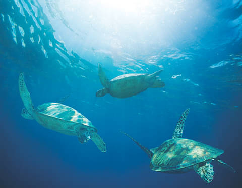 snorkeling tour kawaihae