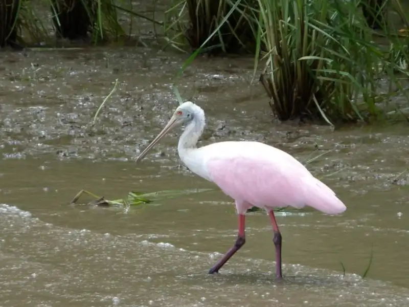 Tortuguero National Park from San José