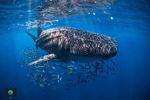 Whale Shark Adventure Tour from Coral Bay Special