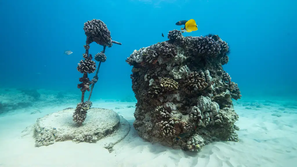 Shallow Reefs Dive Tour