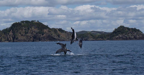 Bay of Islands Jet Ski Explorer