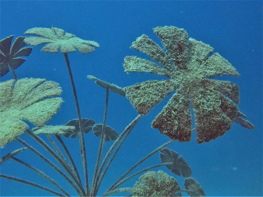 Museum of Underwater Art Day Tour - Snorkel Including Ferry