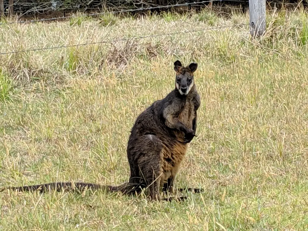 Self-Guided E-Bike Tour - Wagonga Wilderness Loop