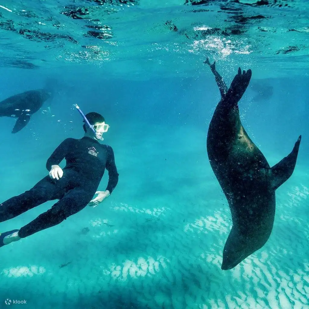 Swim with Dolphins or Seals on Kangaroo Island
