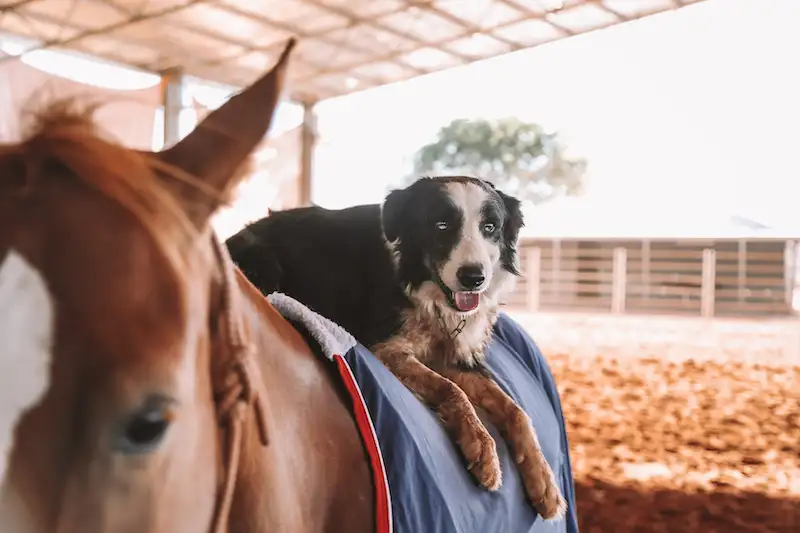 Katherine Outback Show