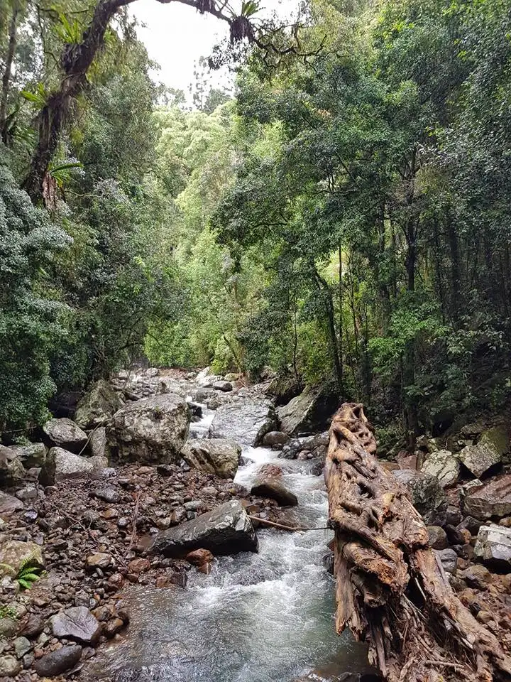 Springbrook National Park 1 Day Tour