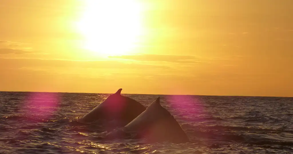 Whale Watching Tour Cabo San Lucas