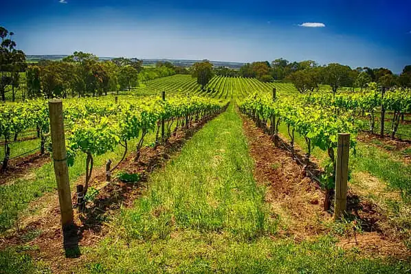 McLaren Vale picturesque vineyard grape vines