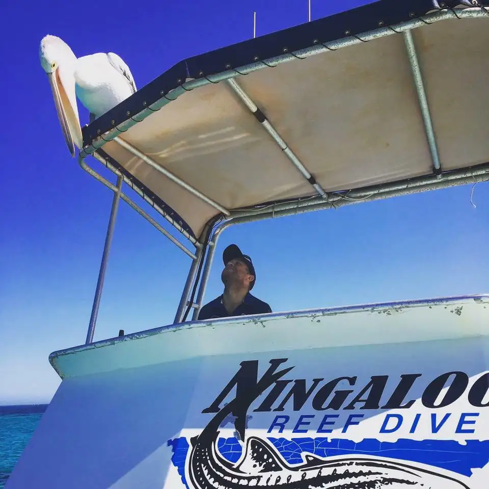 Ningaloo Reef Humpback Whale Adventure Tour from Coral Bay