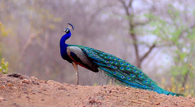 Sariska - 10 Days Rajasthan & Wildlife