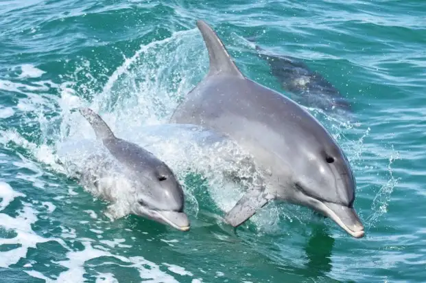 Dolphin Cruise & Views | From Mandurah