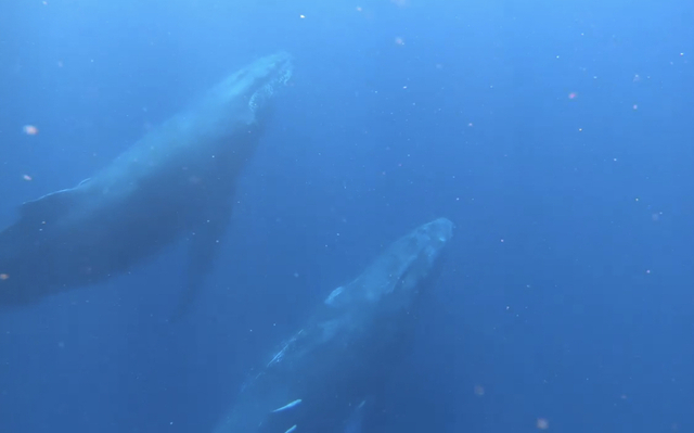 yotpo-swim-with-whales.jpeg