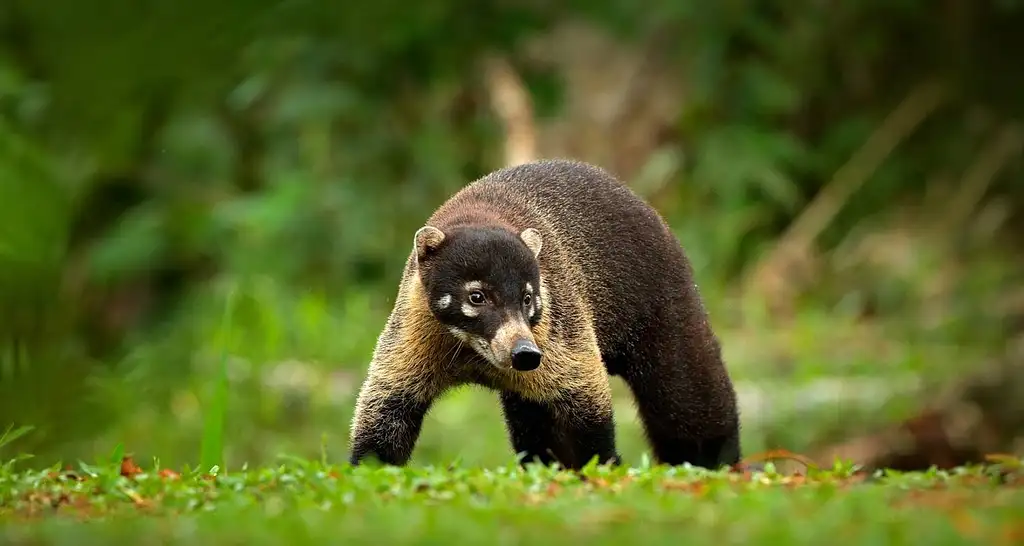6 Days Costa Rica: Beaches, Wildlife & Wild Times | G Adventures 18-35's