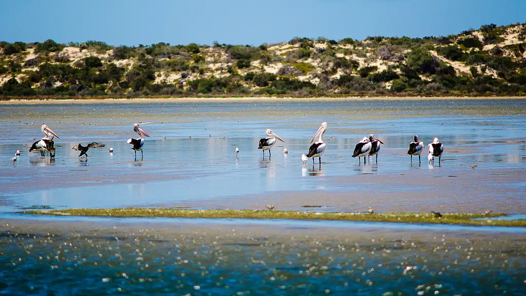 Murray Mouth River Cruise & Tour