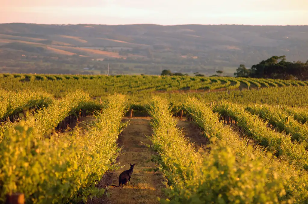 Afternoon Wine Tasting & Adelaide Coast Tour | Half Day