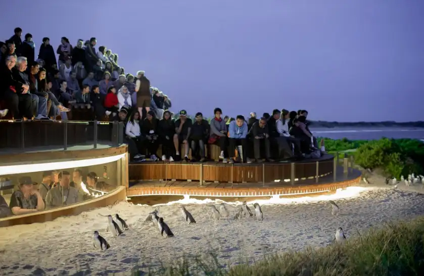 Phillip Island Penguin Parade Express Tour