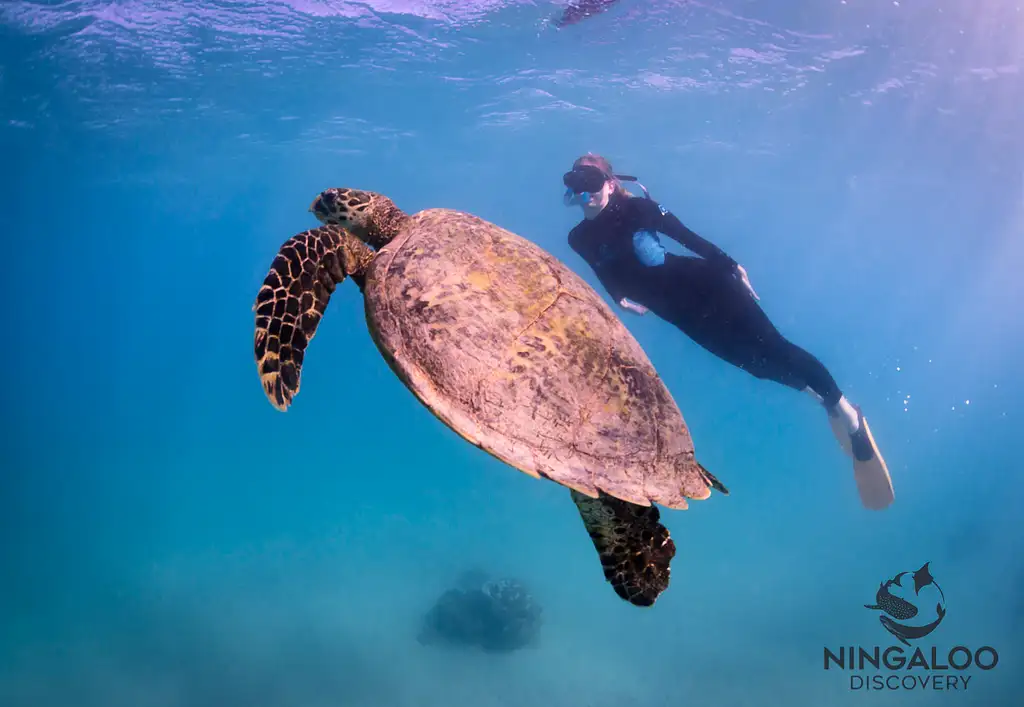 Ningaloo Whale Shark Swim & Eco Tour On A Catamaran (Aug-Oct) | From Exmouth