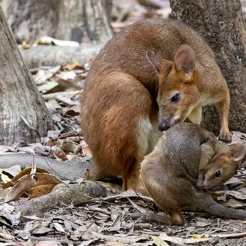 Great Australian Wildlife Experience package Special