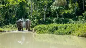 Phuket Elephant Sanctuary Canopy Walkway Program