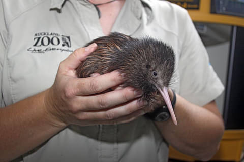 Kiwi chick zoo
