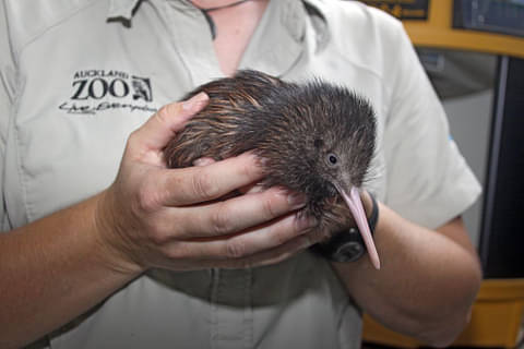 Kiwi chick zoo