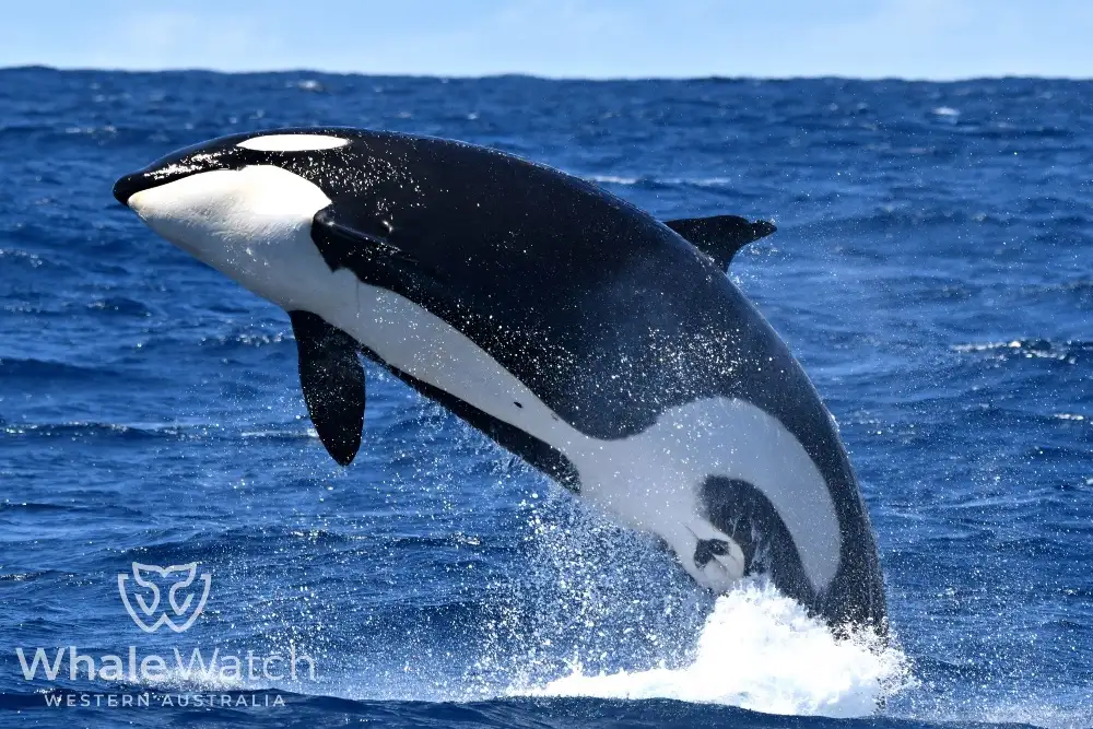 Bremer Bay Orca Experience | Bremer Bay Whale Watching