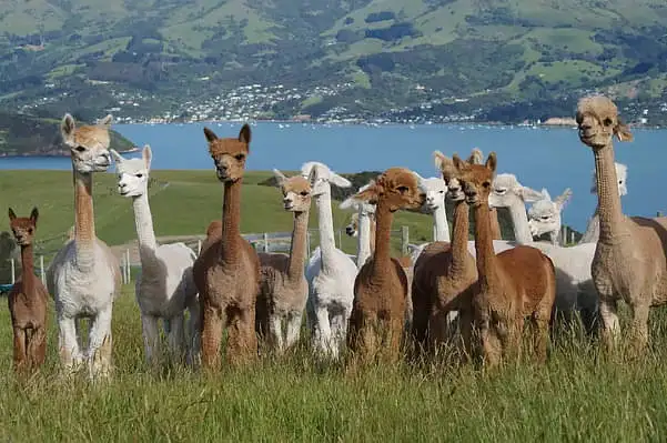 A group of white, beige, and brown alpacas lined up facing the camera in a grassy field. Akaroa Harbour and the township can be seen in the background beyond the field.