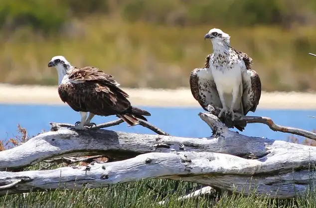 Murray River Lunch Cruise | From Mandurah