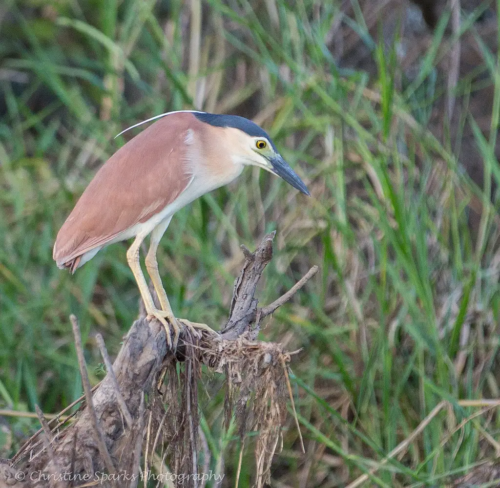 Darwin Wetland Experience