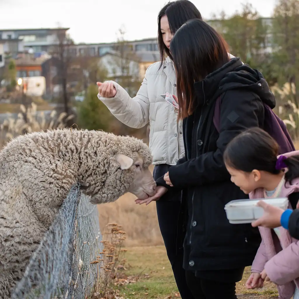 Lake Tekapo Petting Zoo