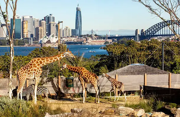 Taronga Zoo + 1-Day Sydney Harbour