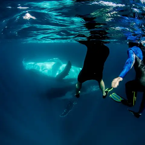 ningaloo whale swim
