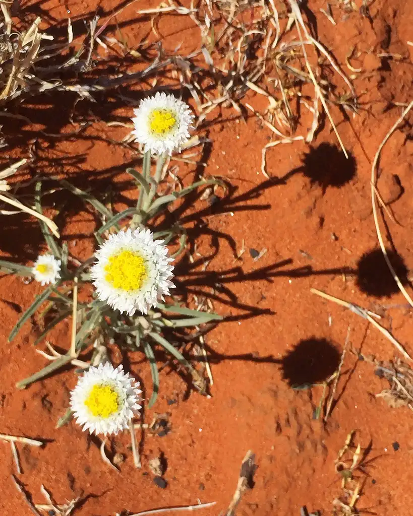 Paint the Night by Moonlight in the Red Centre | 2 Day NT Tour Package