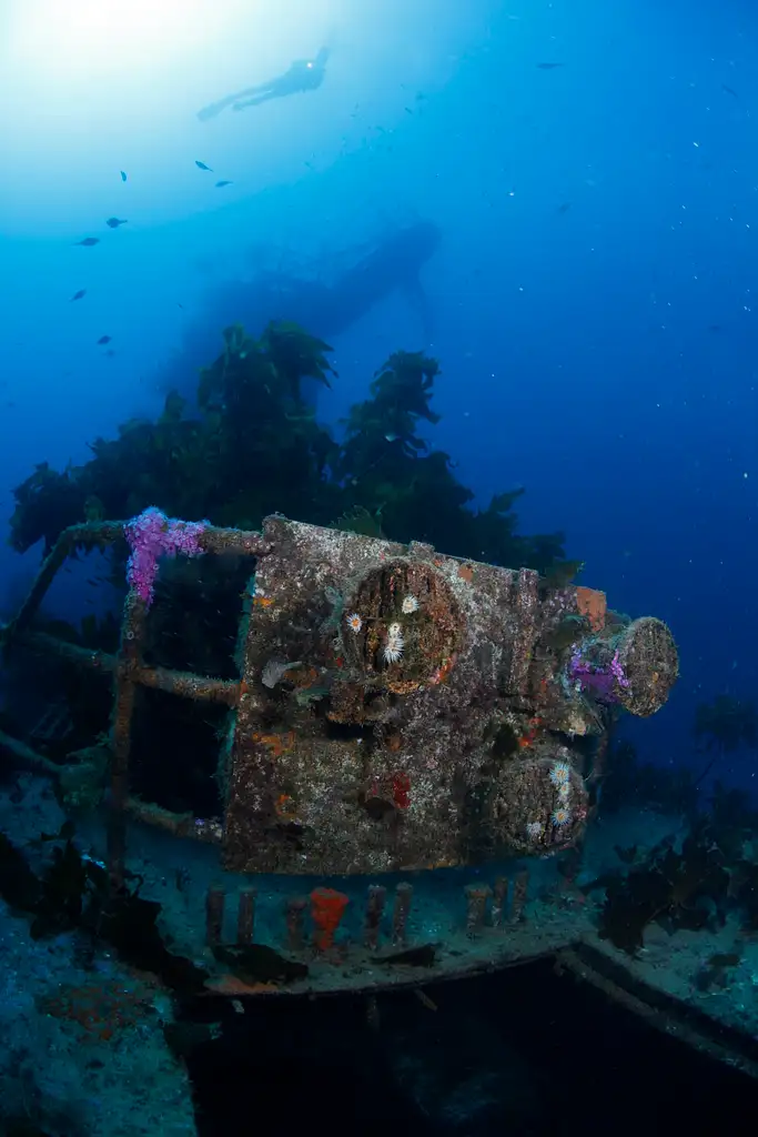 Canterbury Wreck and Reef Dive