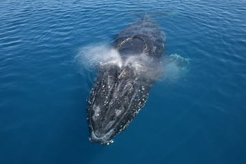 whale watching sunshine coast