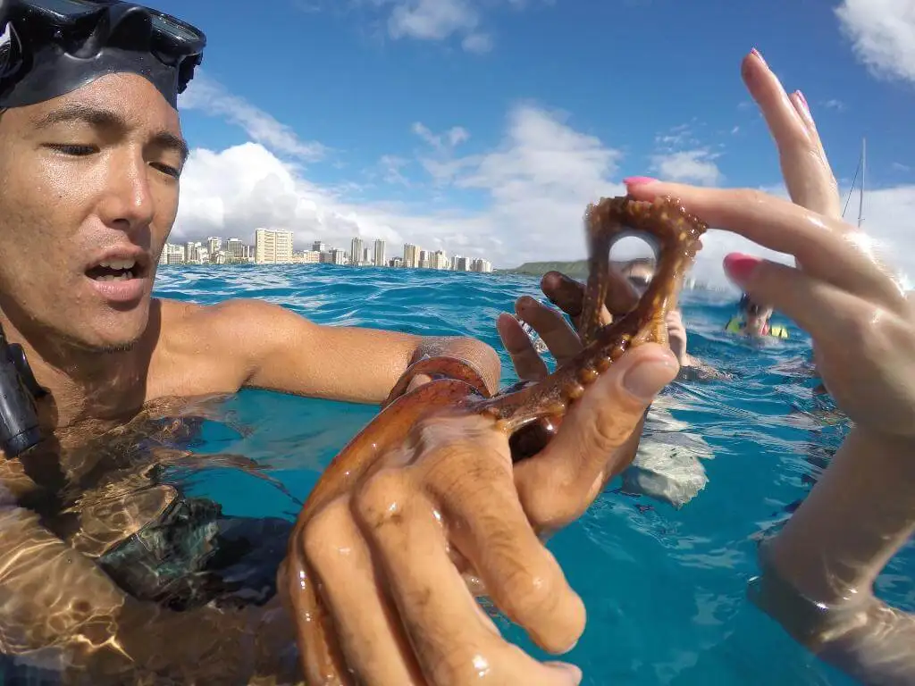3-hour Snorkel And Sail Adventure - Departing Kona