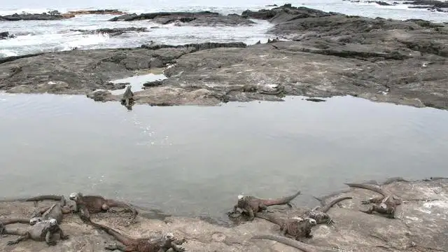 10 Day Galapagos Islands Cruise – East, Central & West Islands