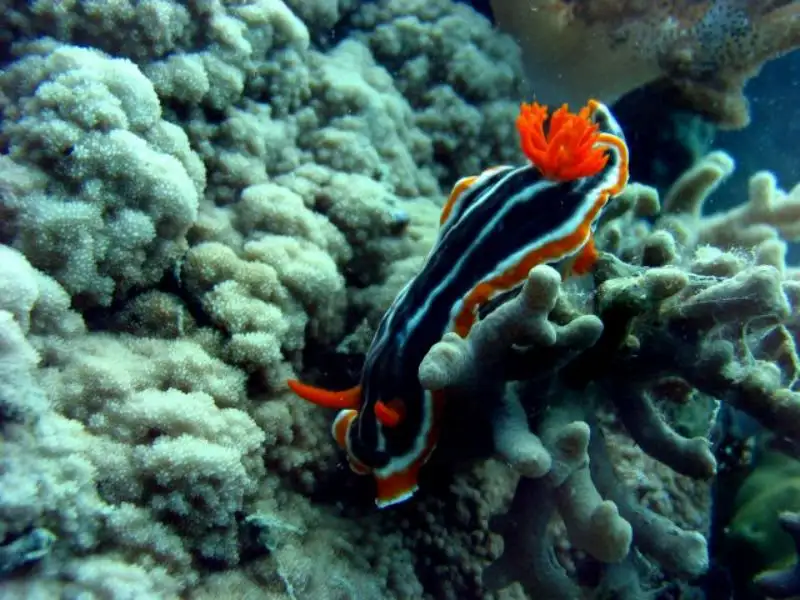 3 Day 3 Night Sail & Snorkel Adventures | on Powerplay