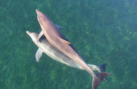 Dolphin Kayaking Adelaide