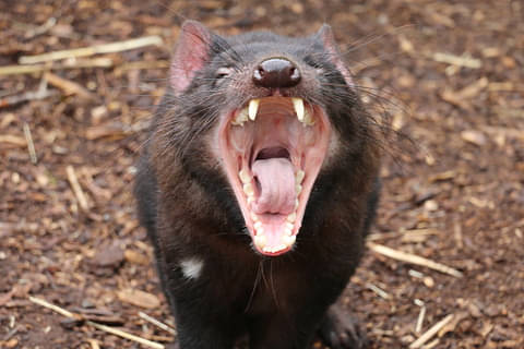 Cleland Wildlife Park Entry